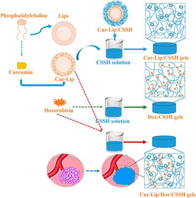 Temperature- and pH-responsive injectable chitosan hydrogels loaded with doxorubicin and curcumin as long-lasting release platforms for the treatment of solid tumors